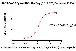 Immobilized Human ACE2, Fc Tag (ABIN6952465) at 5 μg/mL (100 μL/well) can bind SARS-CoV-2 Spike RBD, His Tag (B.