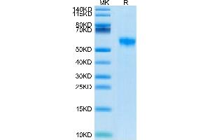 Biotinylated Human Siglec-8 on Tris-Bis PAGE under reduced conditions. (SIGLEC8 Protein (His-Avi Tag,Biotin))
