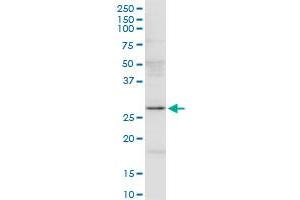 IL7 MaxPab rabbit polyclonal antibody.