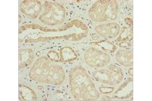 Immunohistochemistry of paraffin-embedded human kidney tissue using ABIN7162101 at dilution of 1:100 (Nyctalopin anticorps  (AA 282-481))