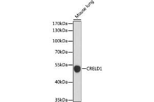 Western blot analysis of extracts of Mouse lung, using CRELD1 antibody. (CRELD1 anticorps)