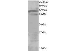 Image no. 1 for anti-Oxysterol Binding Protein-Like 11 (OSBPL11) (C-Term) antibody (ABIN374377) (OSBPL11 anticorps  (C-Term))
