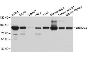 Western blot analysis of extracts of various cell lines, using DNAJC2 antibody (ABIN5972657) at 1/1000 dilution. (DNAJC2 anticorps)