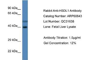 Western Blotting (WB) image for anti-Hydroxysteroid Dehydrogenase Like 1 (HSDL1) (C-Term) antibody (ABIN2788523) (HSDL1 anticorps  (C-Term))