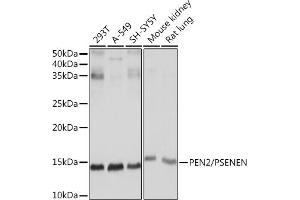 Western blot analysis of extracts of various cell lines, using PEN2/PSENEN Rabbit mAb (ABIN7269513) at 1:1000 dilution. (PEN2 anticorps)