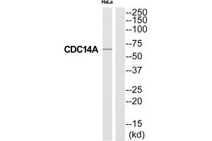 Western Blotting (WB) image for anti-CDC14 Cell Division Cycle 14 Homolog A (CDC14A) (Internal Region) antibody (ABIN1852610) (CDC14A anticorps  (Internal Region))