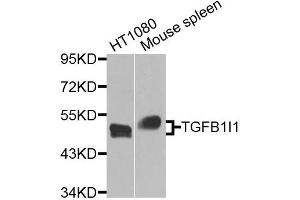 Western blot analysis of extracts of various cell lines, using TGFB1I1 antibody (ABIN5974906) at 1/1000 dilution. (TGFB1I1 anticorps)