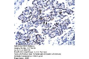 Human Pancreas (CDX4 anticorps  (C-Term))