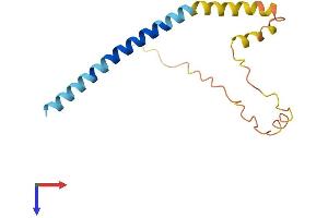 AlphaFold protein structure predicition of Mouse Recombinant Sncb Protein, UniprotID Q91ZZ3
