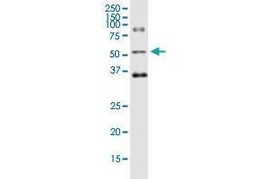 ODC1 monoclonal antibody (M01), clone 2G5.