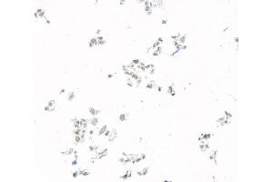 Immunocytochemistry (ICC) image for anti-Jun Dimerization Protein 2 (JDP2) (AA 50-100) antibody (ABIN7795636) (Recombinant JDP2 anticorps  (AA 50-100))