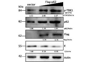 DEF cells were treated as described in Figure 6A, and cells were harvested for Western blot analysis and immunoblotted for p-TBK1 (ABIN746363), p62, Flag, DTMUV-E, and beta-actin. (TBK1 anticorps  (pSer172))