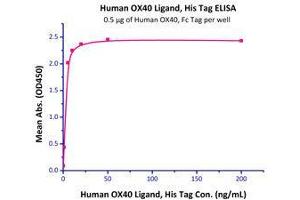 Immobilized Human OX40 Ligand, His Tag (Cat# OXL-H52Q8) at 5 μg/mL (100 μl/well) can bind Human OX40, Fc Tag (Cat# OX0-H5255 ) with a linear range of 0. (TNFSF4 Protein (AA 51-183) (His tag))