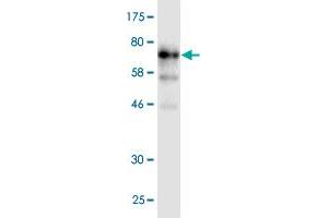 Western Blot detection against Immunogen (91. (POLA2 anticorps  (AA 1-598))