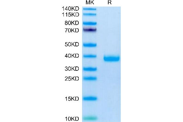 FSTL3 Protein (AA 24-256) (His tag)