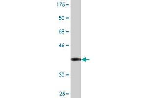 Western Blot detection against Immunogen (36.