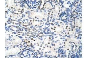 Image no. 1 for anti-TROVE Domain Family, Member 2 (TROVE2) (AA 51-100) antibody (ABIN203195)