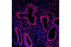 Immunofluorescence (IF) image for anti-Histone H3 (H3) (C-Term) antibody (ABIN7455227)
