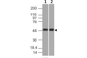 Western Blot of K562 and HEK293 cell lysates using Napsin A Mouse Monoclonal Antibody (NAPSA/1239). (NAPSA anticorps  (AA 189-299))