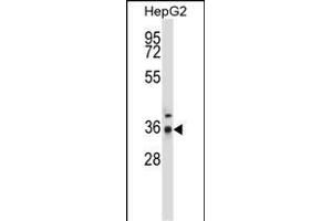 P4C Antibody (Center) (ABIN657678 and ABIN2846670) western blot analysis in HepG2 cell line lysates (35 μg/lane). (PPP4C anticorps  (AA 160-189))