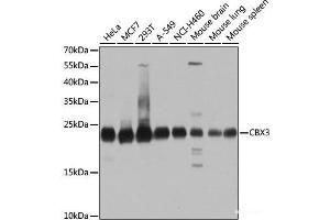 Western blot analysis of extracts of various cell lines using CBX3 Polyclonal Antibody at dilution of 1:1000. (CBX3 anticorps)