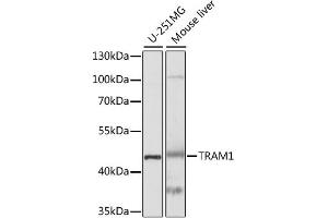 Western blot analysis of extracts of various cell lines, using TRAM1 antibody. (TRAM1 anticorps)