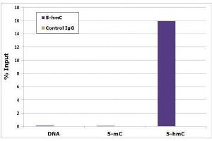 5-Hydroxymethylcytidine antibody tested by Methyl DNA immunoprecipitation. (5-Hydroxymethylcytosine anticorps)