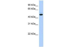 C5ORF36 antibody used at 1 ug/ml to detect target protein. (C5orf36 anticorps  (N-Term))