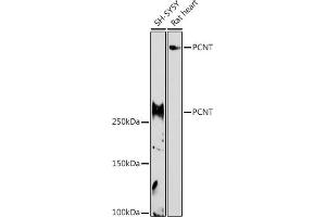 Western blot analysis of extracts of various cell lines, using PCNT antibody (ABIN7269216) at 1:1000 dilution. (PCNT anticorps)