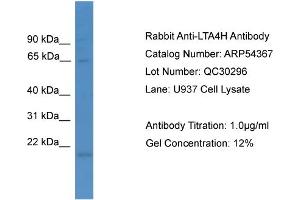 WB Suggested Anti-LTA4H  Antibody Titration: 0. (LTA4H anticorps  (N-Term))