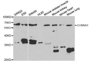 Western blot analysis of extracts of various cell lines, using CHRNA1 antibody. (CHRNA1 anticorps  (AA 105-220))