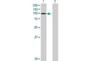 Western Blot analysis of AGGF1 expression in transfected 293T cell line by AGGF1 MaxPab polyclonal antibody.