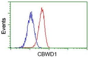 Image no. 2 for anti-COBW Domain Containing 1 (CBWD1) antibody (ABIN1497118)
