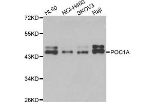 Western blot analysis of extracts of various cell lines, using POC1A antibody. (POC1A anticorps)