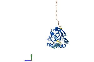 AlphaFold protein structure predicition of Human Recombinant RIT2 Protein, UniprotID Q99578