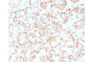 IHC testing of FFPE human pancreas with VLDLR antibody (clone VLPR-1). (VLDLR anticorps  (C-Term))