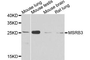 Western blot analysis of extracts of various cell lines, using MSRB3 antibody. (MSRB3 anticorps  (AA 1-185))