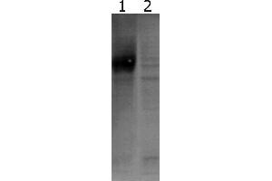 Western-Blot detection of human GFRα-1 expressed in CHO cells. (GFRA1 anticorps)