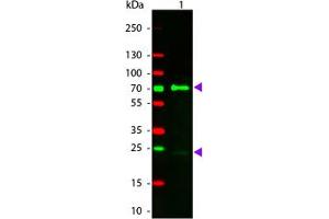 Image no. 1 for Donkey anti-Chicken IgY (Whole Molecule) antibody (TRITC) (ABIN1102431) (Âne anti-Poulet IgY (Whole Molecule) Anticorps (TRITC))