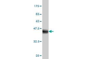 Western Blot detection against Immunogen (40. (IFITM3 anticorps  (AA 1-133))