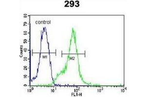 Flow cytometric analysis of 293 cells using LGALS9B Antibody (Center) Cat. (LGALS9B anticorps  (Middle Region))