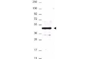 Image no. 1 for anti-HA-Tag antibody (ABIN401240) (HA-Tag anticorps)