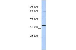 Western Blotting (WB) image for anti-Grainyhead-Like 2 (GRHL2) antibody (ABIN2458424)