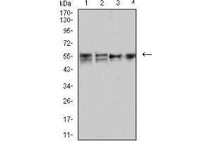 Western blot analysis using CD2 mouse mAb against MOLT4 (1), MCF-7 (2), Hela (3), and L1210 (4) cell lysate.