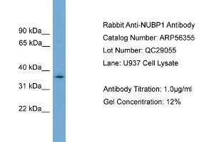 WB Suggested Anti-NUBP1  Antibody Titration: 0. (NUBP1 anticorps  (N-Term))