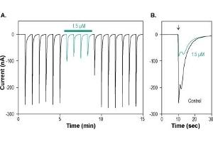 alpha-conotoxin IMI peptide