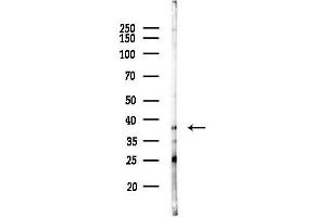 Western blot analysis of lysates from Hela cells(heat-shock 45 min treatment), using OR12 Antibody at 1/1000 dilution.