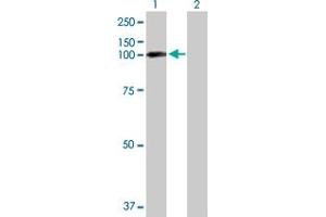 Western Blot analysis of EPB41L1 expression in transfected 293T cell line by EPB41L1 MaxPab polyclonal antibody. (EPB41L1 anticorps  (AA 1-779))