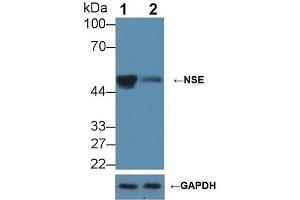 Knockout Varification: ;Lane 1: Wild-type HepG2 cell lysate; ;Lane 2: NSE knockout HepG2 cell lysate; ;Predicted MW: 47kDa ;Observed MW: 50kDa;Primary Ab: 2µg/ml Rabbit Anti-Mouse NSE Antibody;Second Ab: 0.