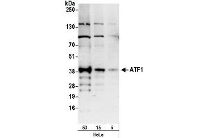 Western Blotting (WB) image for anti-Activating Transcription Factor 1 (AFT1) (AA 221-271) antibody (ABIN7449997)